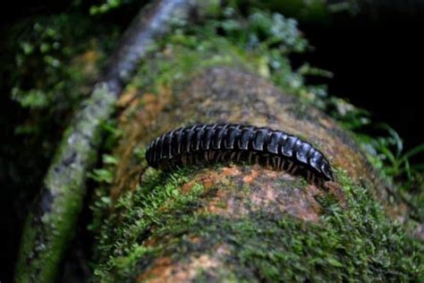 Millipede (Diplopoda) | AZAnimals.com