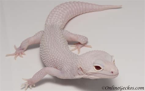 leopard-gecko-hatchling-update-before-after-2019-super-snow-diablo-blanco-after - OnlineGeckos ...