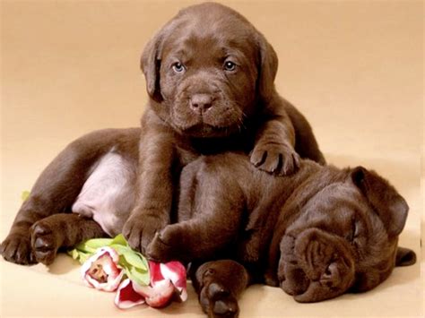 Chocolate Lab Puppies - Image Abyss