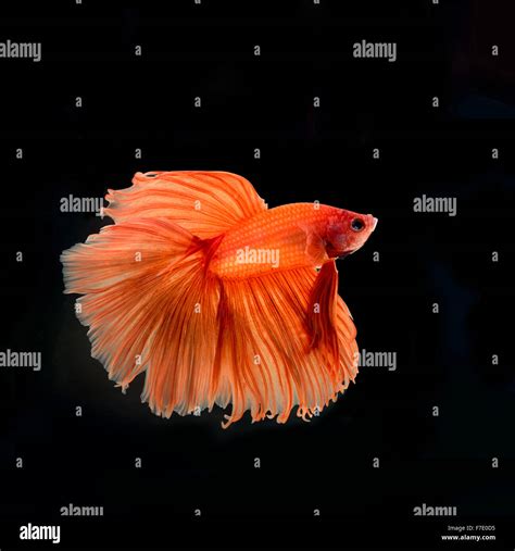 Orange Betta Fish - Orange Betta Fish Betta Fish Types Betta Fish Betta / Photo about orange ...