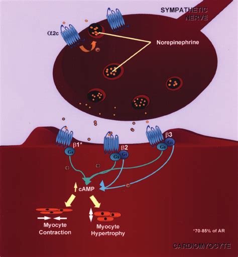 Representation of a synaptic gap with the main components of the ...