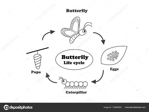 Butterfly life cycle in outline style, vector — Stock Vector © jiaking1 #179069554