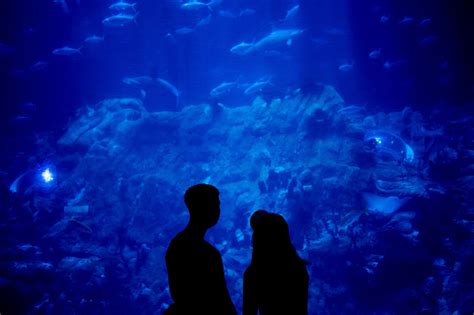 Hong Kong Ocean Park Aquarium - Free photo on Pixabay - Pixabay