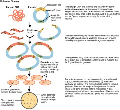 Cloning | Biology for Majors I