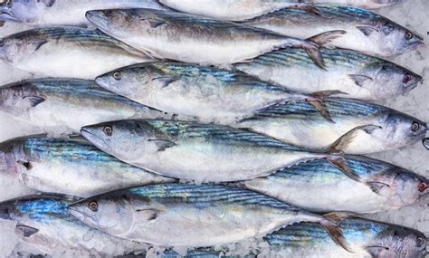 > Buy Bonito Fish Online in Singapore – Seaco Online