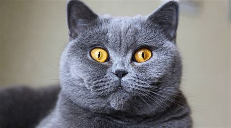 Do British Shorthair Cats Shed A Lot - British Shorthair