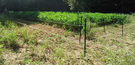 Four-wire electric fence system best control of deer access to food plots | AgriLife Today