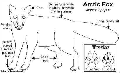 Arctic Fox Adaptations