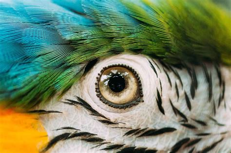 5 Facts About Parrots Eyes You Didn't Know - petrestart.com