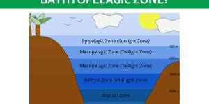 What Is the Hadal Zone? - Unique Flora, Fauna, and Ecosystem