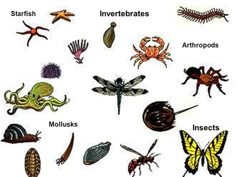 Invertebrates - Facts, Characteristics, Anatomy and Pictures