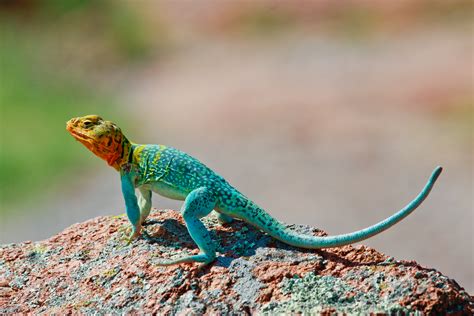 Colorful Lizards | Wallpapers Gallery