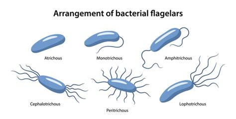 321 Bacterial Flagella Structure Royalty-Free Images, Stock Photos & Pictures | Shutterstock