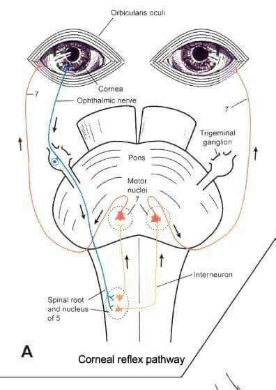 The Corneal reflex:... - Ophthalmology-Notes And Synopses