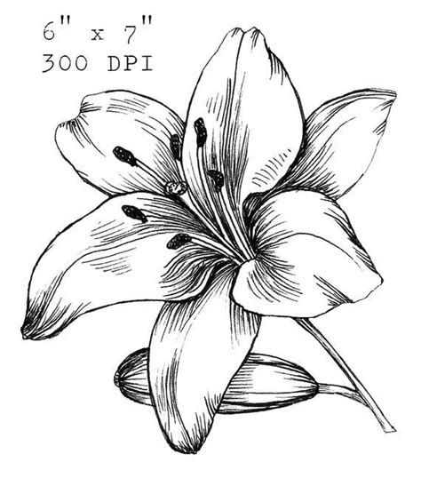 white lily flower drawing - Zenia Burchett