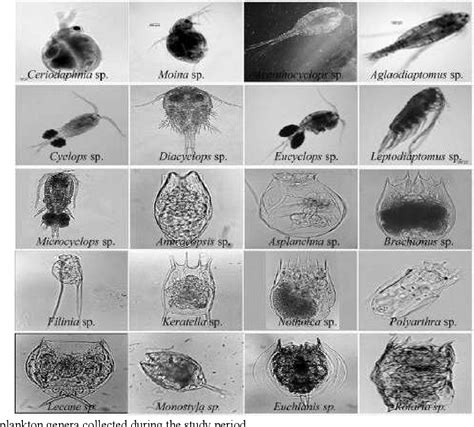 Freshwater Zooplankton Identification