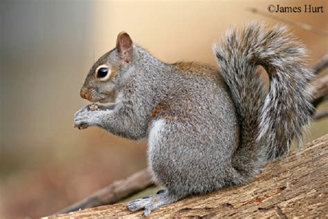 Eastern Gray Squirrel | State of Tennessee Wildlife Resources Agency