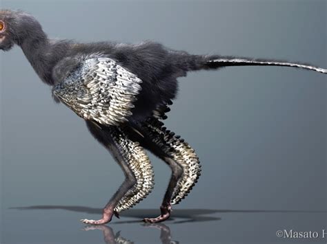 birds evolved from dinosaurs Online Sale, UP TO 50% OFF