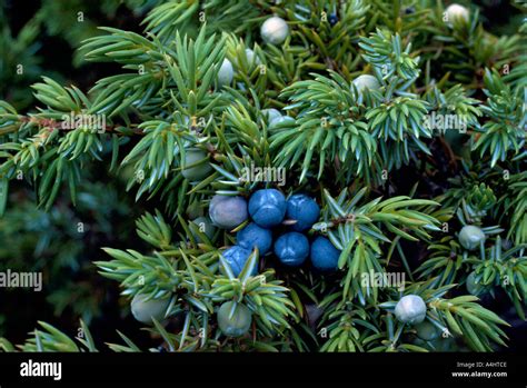 Juniper Berries on Dwarf Juniper aka Common Juniper (Juniperus Stock Photo: 3609805 - Alamy