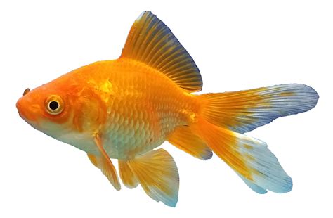 Goldfish clipart aquarium fish, Goldfish aquarium fish Transparent FREE for download on ...