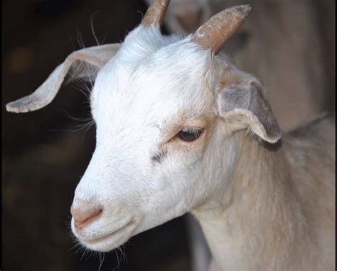 Kiko Goats | Adding a Meat Source to Your Farm - Rural Living Today