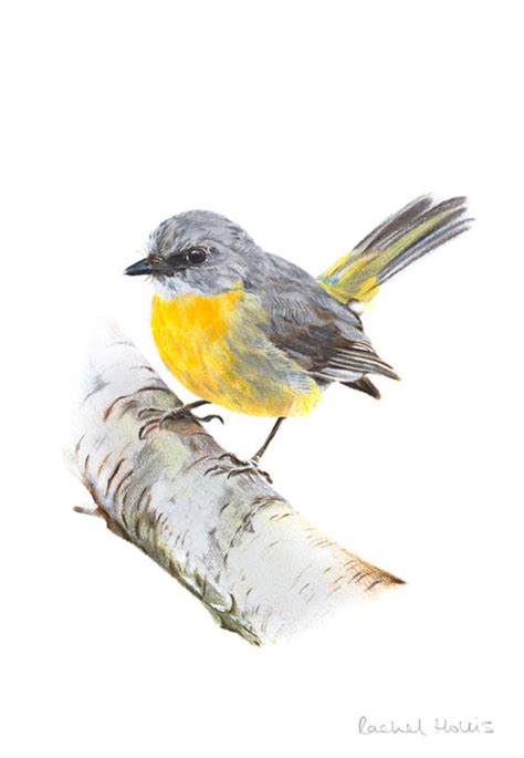 Eastern Yellow Robin, Original Artwork 8 x 10" - Australian Wildlife Art by Rachel Hollis