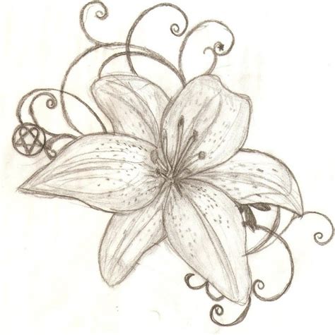 Tiger Lilies Drawing at GetDrawings | Free download