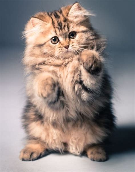 Cat Breeds Adorable Cute Cat Pictures - Pets Lovers