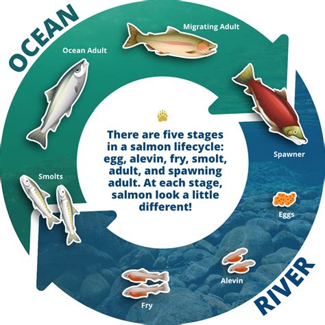 Coho Salmon Life Cycle