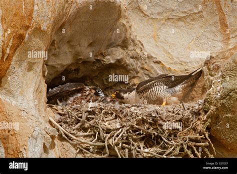 Nesting peregrine falcon Stock Photo - Alamy