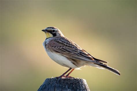 Lark Symbolism & Meaning (+Totem, Spirit & Omens) | World Birds