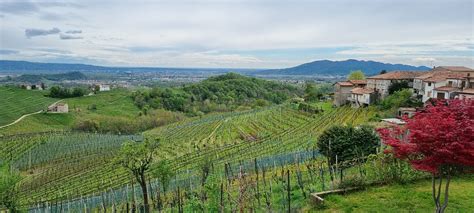 Valdobbiadene Veneto Vineyard - Free photo on Pixabay