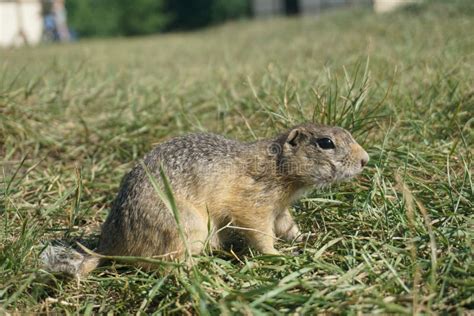 Funny Gopher Face stock photo. Image of gopher, mouth, prairie - 612532