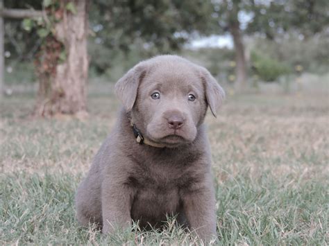 Silver Lab Puppies for Sale – 8-21-2019 – Silver Labs for Sale – Dog ...