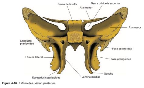 4. Huesos del cráneo - Anatomia del SN | Skeletal system anatomy, Human anatomy, Body anatomy