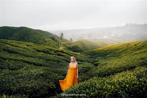 Cameron Highlands: Tea Plantations & Trails - Malaysia