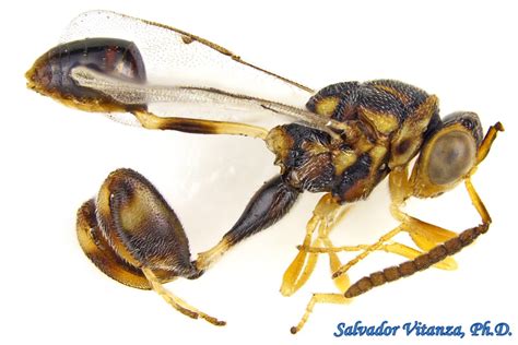 Hymenoptera-Chalcididae-Conura-Chalcidid Wasps MALE (A) - Urban Programs - El Paso County