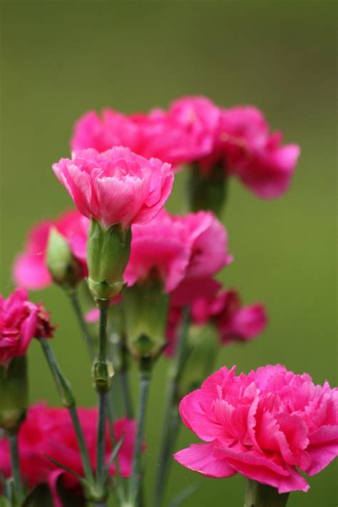 Pink Carnations Free Stock Photo - Public Domain Pictures