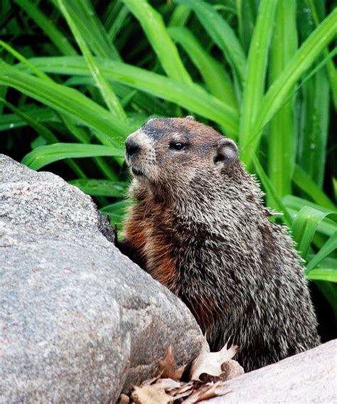 Groundhogs — All Creatures Wildlife Services