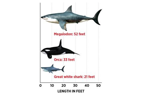 Megalodon Shark Vs Killer Whale