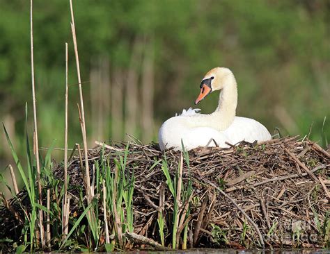 Nesting Mute Swan Photograph by Steve Gass - Fine Art America