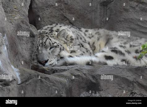 Snow leopard sleeping on a rock Stock Photo - Alamy