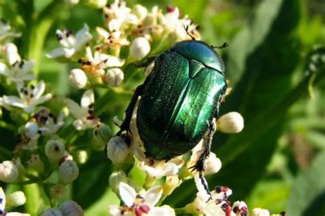 25 Purple Beetles in Nature: Exception in the Animal Kingdom in 2024 (Updated)