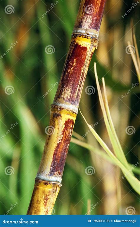 SUGAR CANE in HAWAII stock image. Image of botany, agriculture - 195003193