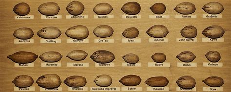 Hickory Tree Nut Identification Chart