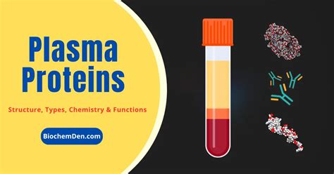 Plasma Proteins: Types and Functions (Basic Notes)