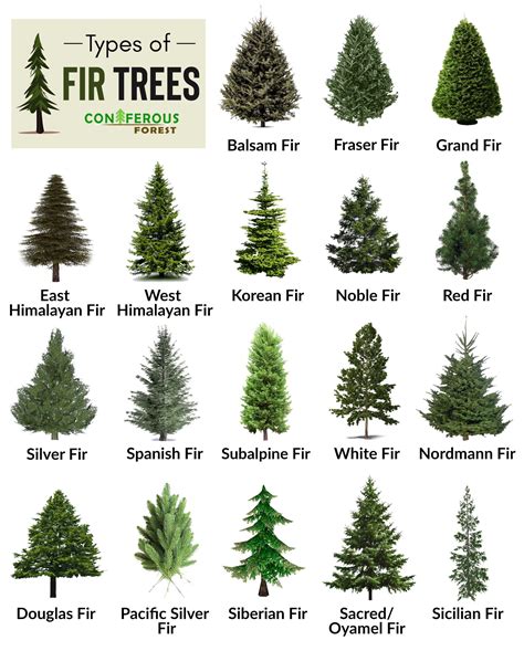 Fir Tree Facts, Types, Identification, Diseases, Pictures | Types of evergreen trees, Types of ...