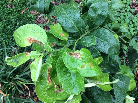 Orange | Leaf discolouration and curling on a citrus tree. What is it?