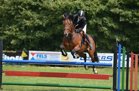 Tournament ride,horse,show jumping,equestrian,tournament - free image from needpix.com