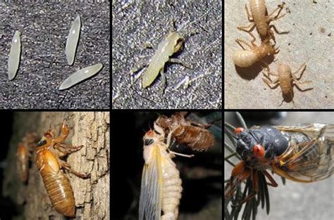 Cicadas Life Cycle / Will The Cicadas Reach Nashville This Year Nashville Tree Conservation ...